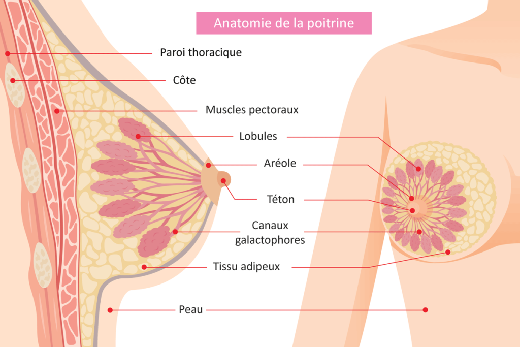 Le sein : à la découverte de son anatomie