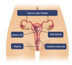 Von unten nach oben: die Vagina, der Gebärmutterhals, der zur Gebärmutter führt, die Gebärmutter- oder Eileiter, die zu den Eierstöcken auf beiden Seiten führen.