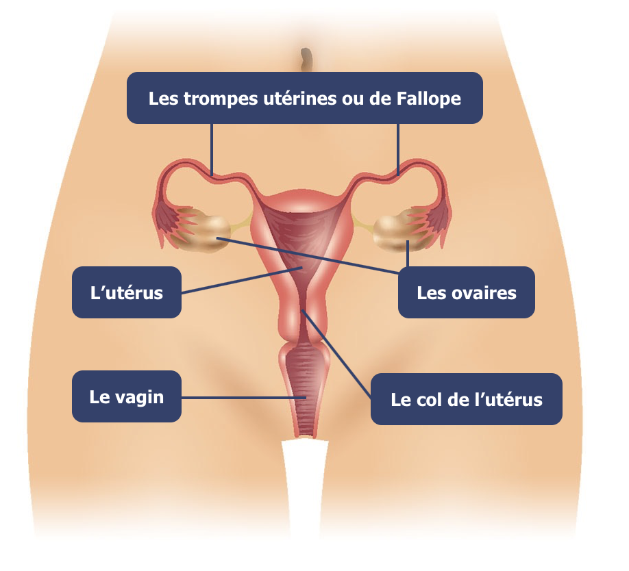 Anatomie de la femme : à la découverte des organes génitaux internes |