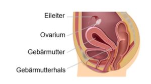Die Eileiter bilden den höchstgelegenen Teil des Fortpflanzungssystems der Frau. Den nächsten Abschnitt bilden die Eierstöcke und die Gebärmutter und den tiefstgelegenen Teil bildet der Gebärmutterhals, der die Verbindung zur Vagina herstellt.