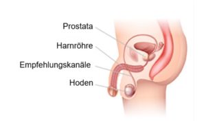 Schema, das die Prostata, die Harnröhre, die Samenleiter und die Hoden zeigt.