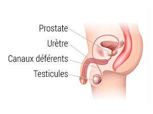 Schéma montrant la prostate, l'urètre, les canaux déférents et les testicules.