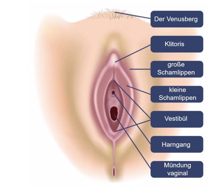 Frau scheide anatomie Vaginalverkehr