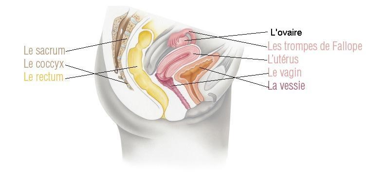 Vue de profil : le sacrum, le coccyx et le rectum se trouve à l’arrière du corps. A l’avant, il y a la vessie et entre les deux, le vagin avec l’utérus et les trompes de Fallope.