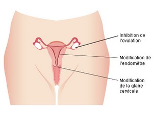 Inhibition de l'ovulation, modification de l'endomètre et modification de la glaire cervicale