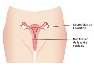 Suppression de l'ovulation et modification de la glaire cervicale.