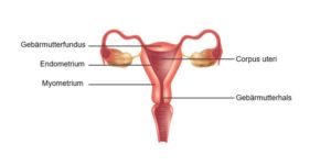 Von unten nach oben: die Vagina, der Gebärmutterhals, der zur Gebärmutter führt, die Gebärmutter- oder Eileiter, die zu den Eierstöcken auf beiden Seiten führen.