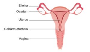 Das Fortpflanzungssystem der Frau ist aufgebaut wie folgt (von unten nach oben): Scheide, Gebärmutterhals, Gebärmutter mit den Eierstöcken zu beiden Seiten und den Eileitern an oberster Stelle.