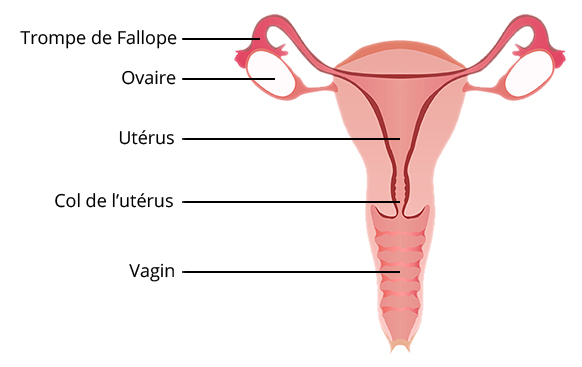 L’appareil reproducteur de la femme se constitue comme suit (de bas en haut) : le vagin, le col de l’utérus, l’utérus avec des ovaires de chaque côté et les trompes de Fallope sur le dessus.