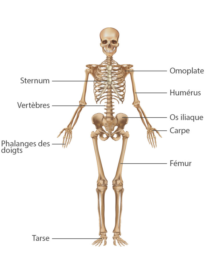 ost-oporose-comprendre-l-anatomie-des-os