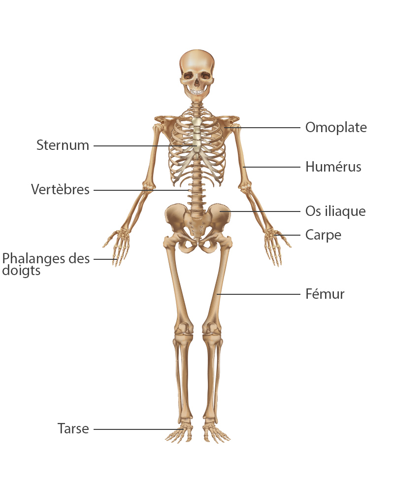 Anatomie du squelette humain, constitué de 206 os constants.