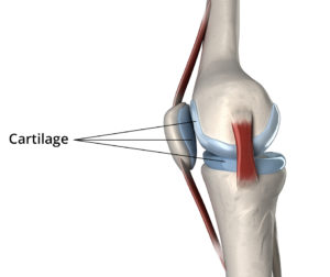 Le cartilage permet de maintenir les os du genou ensembles. 