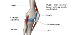Sur la partie supérieure du genou se trouvent le fémur et le muscle droit antérieur faisant partie du muscle quadricipital. Le cartilage articulaire se trouve près de la rotule et du tendon rotulien. Sur la partie inférieure du genou il y a le péroné et le tibia.