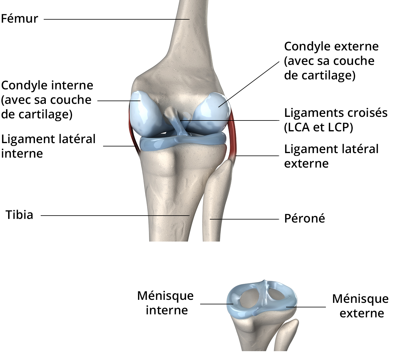 articulatia tibio femurala boli externe la nivelul articulațiilor
