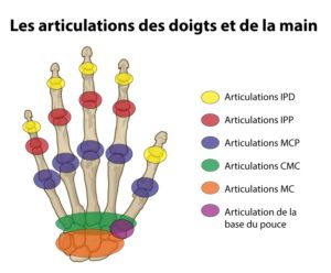 Articulations IPD, IPP, MCP, CMC, MC et articulation de la base du pouce