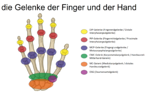 Die Gelenke der Finger und der Hand (angefangen bei den Fingerkuppen): Fingerendgelenke (DIP), Fingermittelgelenke (PIP), Fingergrundgelenke (MCP), Mittelhandgelenke, Handwurzel-Mittelhand-Gelenke, Daumensattelgelenke.