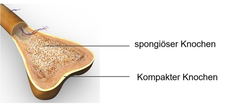 Osteoporose: Die Anatomie des Knochens verstehen