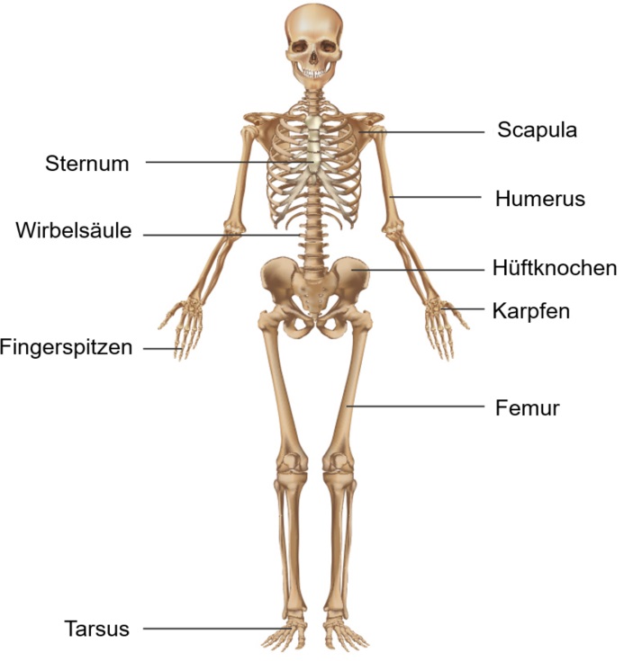Osteoporose: Die Anatomie des Knochens verstehen