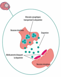 le neurone émetteur est composé de vésicules synaptiques transportant la dopamine. Les médicaments bloquent la dopamine vers le neurone récepteur.