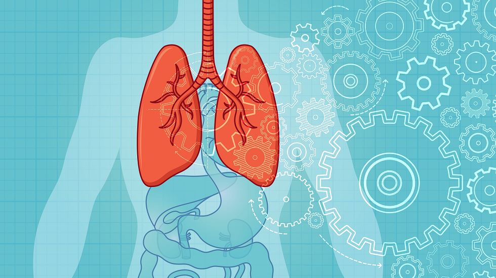 Illustration stylisée de deux poumons rouges situés au-dessus de l’appareil digestif schématique, sur fond de silhouette humaine bleue et d’engrenages blancs symbolisant les mécanismes de la respiration.